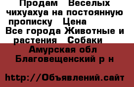 Продам.  Веселых чихуахуа на постоянную прописку › Цена ­ 8 000 - Все города Животные и растения » Собаки   . Амурская обл.,Благовещенский р-н